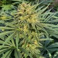 De beste anti-War on Drugs speech ooit