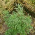 Grootste cannabis & kankeronderzoek ooit