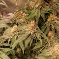 Kush Mintz: Kush-knaller met Critical opbrengsten