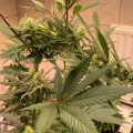 Trichome wonders supercroppen met Bio Bertje