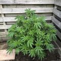 Test van Erik