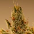 De laatste loodjes voor Lemon Haze...