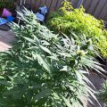 1.600 Italianen krijgen 5 gram home-grown mediwiet