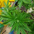 De beste anti-War on Drugs speech ooit
