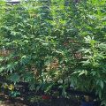 Doe jezelf een lol en hotbox je hoofd