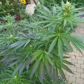 Braziliaanse dealer fopt politie met haan