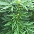 De beste anti-War on Drugs speech ooit