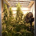 Vette trailer! Snoop & Wiz <i>on the high road</i>