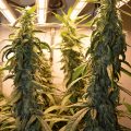 De 11 leukste stoner-videogames