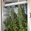Doe jezelf een lol en hotbox je hoofd