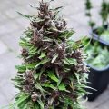 Braziliaanse dealer fopt politie met haan
