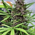 Grootste cannabis & kankeronderzoek ooit
