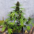 De beste anti-War on Drugs speech ooit
