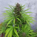 VOC: Toekomst Cannabis Social Clubs