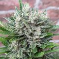 VOC: Toekomst Cannabis Social Clubs