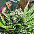 Alain Bollen - Het gedrocht van de Belgische wet inzake cannabis