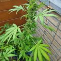 De beste anti-War on Drugs speech ooit