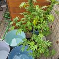De beste anti-War on Drugs speech ooit