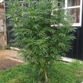 De beste anti-War on Drugs speech ooit