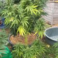 De beste anti-War on Drugs speech ooit