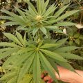 Braziliaanse dealer fopt politie met haan