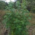De beste anti-War on Drugs speech ooit