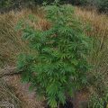 6 x waarom cannabis helpt bij migraine!