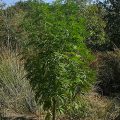 VOC: Toekomst Cannabis Social Clubs