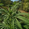 De beste anti-War on Drugs speech ooit