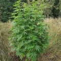 Vette trailer! Snoop & Wiz <i>on the high road</i>