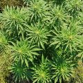 Mr.Veldman: Wietpas, toerist & shop