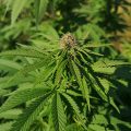 De onzin van het 'luie stoner' stereotype