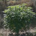 Steentijd Stoners - Hoe onze voorouders high werden (part I)