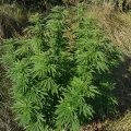 De 11 leukste stoner-videogames
