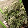 Doe jezelf een lol en hotbox je hoofd