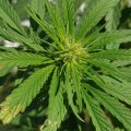 De beste anti-War on Drugs speech ooit