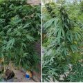 Politie roept volkswoede over zich af na oprollen 5 wietplanten