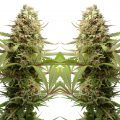 100% happy en tot 27% THC met Banana Slush