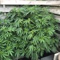De beste anti-War on Drugs speech ooit