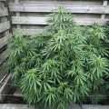 De beste anti-War on Drugs speech ooit