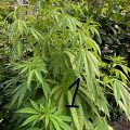 Grootste cannabis & kankeronderzoek ooit