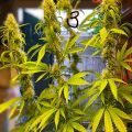 De beste anti-War on Drugs speech ooit
