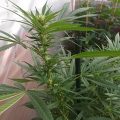 VOC: Toekomst Cannabis Social Clubs