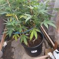 VOC: Toekomst Cannabis Social Clubs