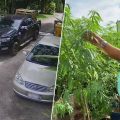 Thaise schooldirecteur betrapt op jatten wietplant bij MotoGP event