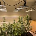 De onzin van het 'luie stoner' stereotype