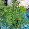 De beste anti-War on Drugs speech ooit