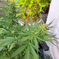 De beste anti-War on Drugs speech ooit