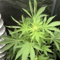 Waarom heeft mijn wietplant dichtgekrulde bladeren?