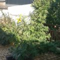 De beste anti-War on Drugs speech ooit